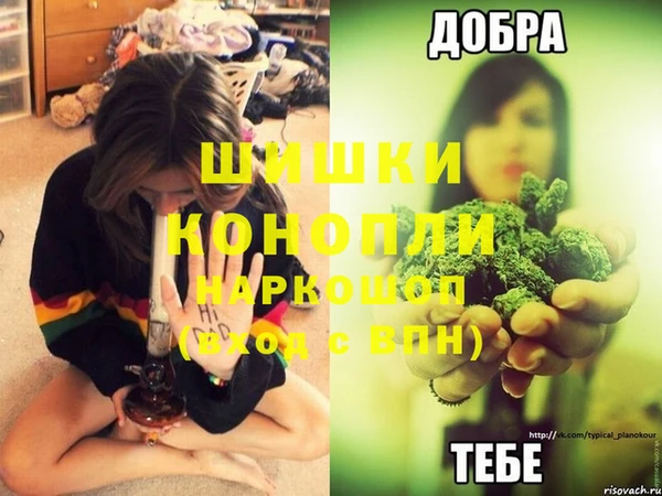 прущие грибы Абаза